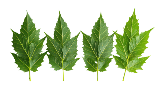 Fresh picked moringa leaves and moringa leaf powder in neat piles on transparent background - Powered by Adobe