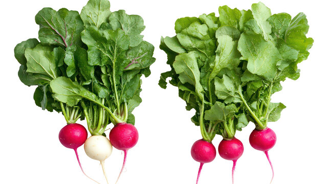 Two bunches of fresh radishes with green leaves isolated on transparent background