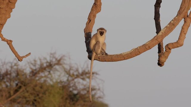 Macacues (Macaca) in open yards. Maca on branch at sunset