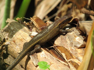 Close-up macro image of a small reptile lizard with a long tail resting