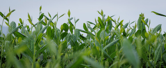 Green tea shoots grow in spring mountains