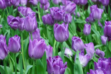 Tulips Flower