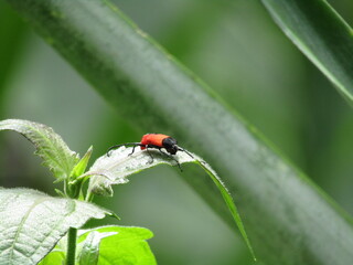 Red spotted ladybird beetle bug on a green leaf plant, a macro close-up of this small insect in nature during spring or summer
