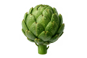 Fresh green artichoke with clear water drops, healthy raw vegetable, edible flower bud, transparent background