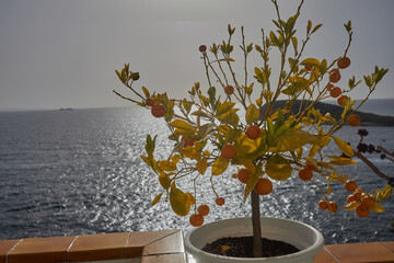 Potted citrus tree with ripe fruits on a terrace overlooking the sparkling sea and island near Palma de Mallorca. plant, seascape