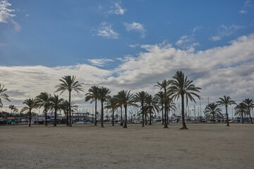 Palm trees and sailboats line the sandy shore of Palma de Mallorca under a sky filled with scattered clouds and soft sunlight. marina, coast