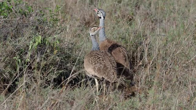 The kori bustard (Ardeotis kori) is the largest flying bird native to Africa. It is a member of the bustard family, which all belong to the order Otidiformes and are restricted in distribution to the 