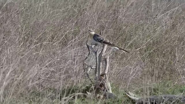 The great spotted cuckoo (Clamator glandarius) is a member of the cuckoo order of birds, the Cuculiformes, which also includes the roadrunners, the anis and the coucals. The brownish bird with white s