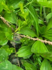 Snail on a stick in the garden