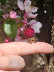 Bee on a finger with flower