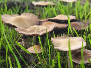 mushroom in the grass