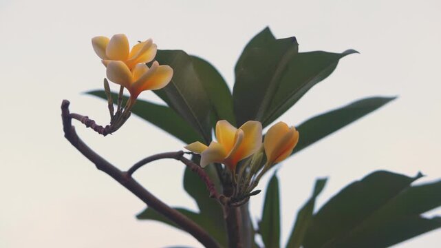 Yellow Frangipani or Bunga Kamboja Flowers Swaying Gently in the Wind