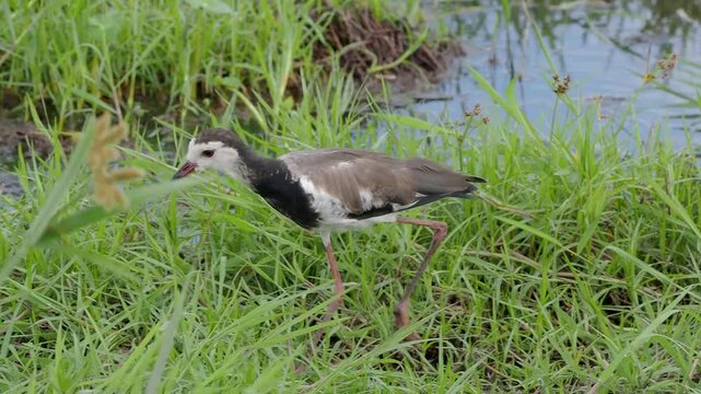 The long-toed lapwing (Vanellus crassirostris), also known as the long-toed plover, is a species of wading bird in the lapwing subfamily, within the family Charadriidae. It is mainly sedentary and fou