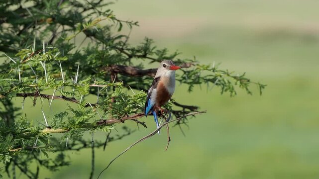 Amazing birding in african wilderness. A close-up view of malachite kingfisher (Corythornis cristatus)
