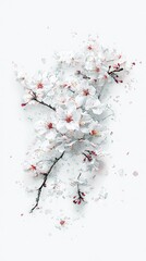 A close-up view of blooming white cherry blossoms with delicate pink centers, set against a clean white background with scattered petals.