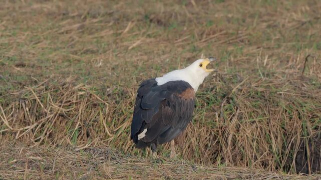 The African fish eagle (Icthyophaga vocifer) or the African sea eagle. A bird on the ground with its back to the camera yelling loudly