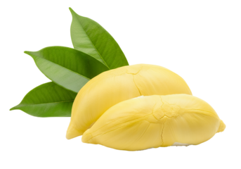 Fresh, ripe, yellow durian fruit with a green leaf isolated on a white background