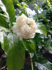 Close-Up of White Arabian Jasmine Flower