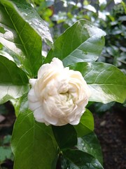 Close-Up of White Arabian Jasmine Flower