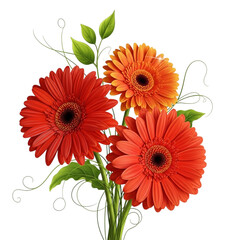 Gerbera flowers isolated on transparent background, a symbol of beauty and joy