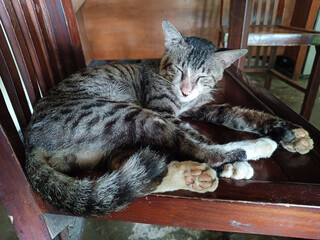 A male cat with a tabby fur pattern is sleeping relaxedly on a brown wooden chair.
