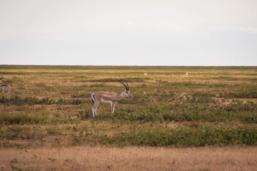 Grant's Gazelle Standing Alone on the Open Savanna