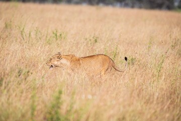 Lioness Walking or Running Through Tall, Dry Savanna Grass, Serengeti, Tanzania