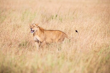 Lioness Walking or Running Through Tall, Dry Savanna Grass, Serengeti, Tanzania
