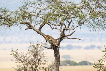 Leopard Perched High in an Acacia Tree Yawning in the African Savanna