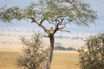 Fototapeta premium Leopard Perched High in an Acacia Tree Yawning in the African Savanna