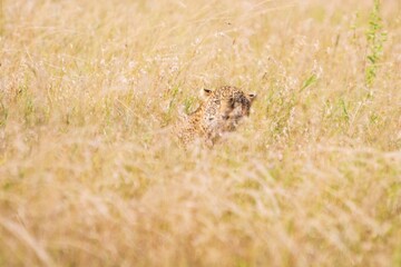 Leopard Watching in Golden Savanna Grass, Serengeti, Tanzania