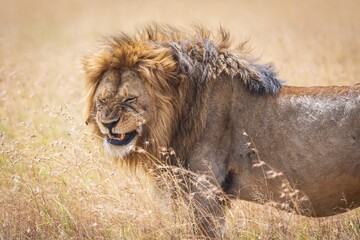 Majestic Male Lion Snarling or Performing Flehmen Response