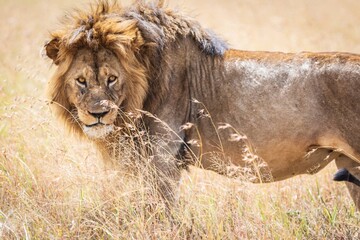 Portrait of a Roaring Adult Male Lion in Golden Savanna Grass, Serengeti, Tanzania