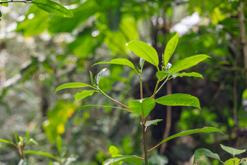 A detailed view of large, dark green tropical leaves showcasing their texture and natural structure. The image emphasizes depth, shade, and the elegance of dense foliage.
