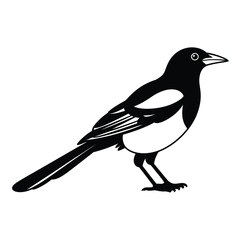 Black and white illustration of a magpie bird on a white background