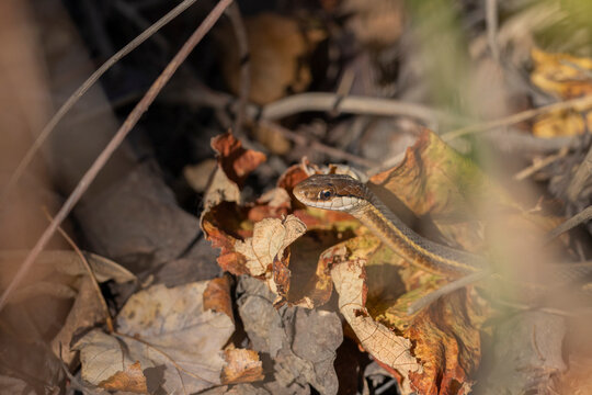 A garter snake in vegetation with its head showing. 