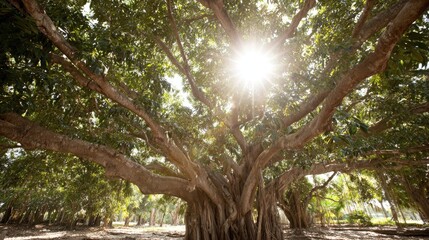 Obraz premium Sunlight filtering through a canopy of a large, ancient tree.