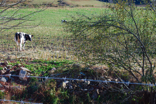 Calm Pastoral Farm Scene With a Black and White Cow in a Green Field by a Stone Wall and barb wire.Near a rocky stone wall and dense shrubbery, showcasing tranquil countryside and pastoral life.
- Powered by Adobe