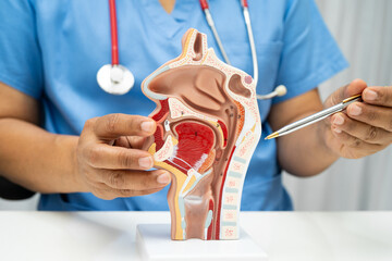 Asian doctor with nasal oral throat cavity neck human anatomy model for study diagnosis and treatment in hospital.