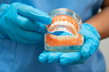 Asian dentist holding dental teeth model for learn about dentistry.