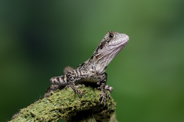 The Australian water dragon (Intellagama lesueurii) is an arboreal agamid species native to eastern Australia, on mossy wood.