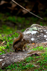 A squirrel is standing on a rock in a grassy area