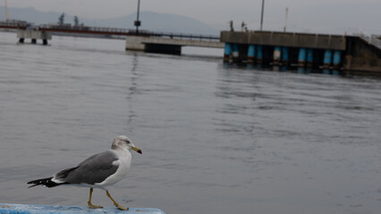 Seagull Walking Along a Blue Pier at a Quiet Harbor