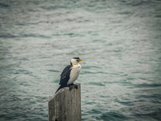 Pied Cormorant Perched On Pier Post