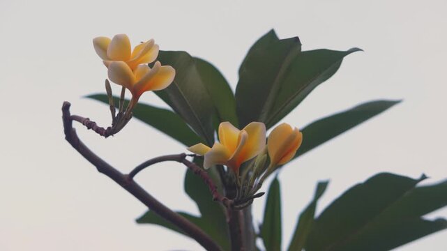 Yellow Frangipani or Bunga Kamboja Swaying Gently in the Wind