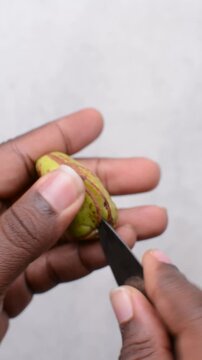 Overhead view of kola nut in hand, top view of fresh kolanut often used for religious ceremonies in african communities, process of breaking kola
