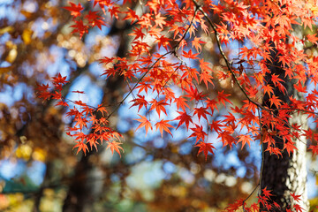 Close-up photo of red maple leaves in autumn