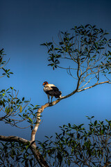 A bird is perched on a tree branch in a lush green forest