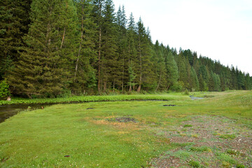 A wide clearing with low grass, a narrow mountain riverbed, and a dense coniferous forest on a cloudy summer morning.