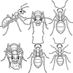 set of insects vector illustration
